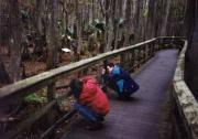 fotografieren im highland hammock state park