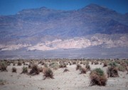 Devils Cornfield