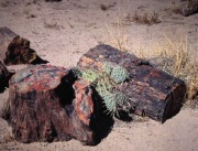 versteinertes Holz