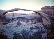 Pine Tree Arch