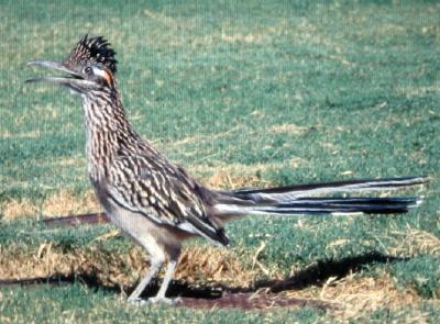 roadrunner.jpg