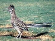 Roadrunner